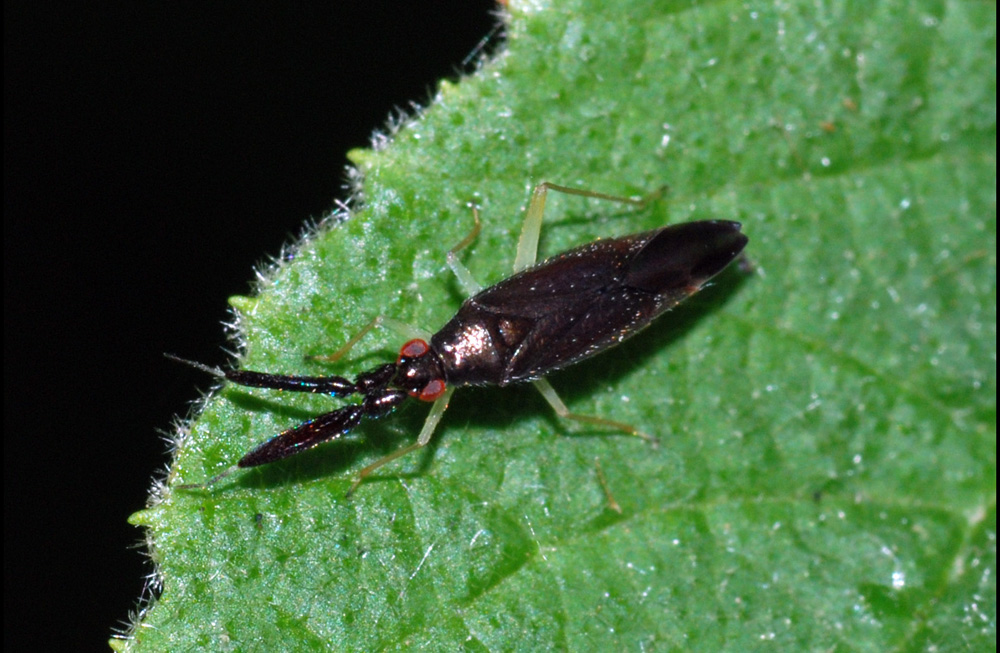 Miridae: Heterotoma sp.